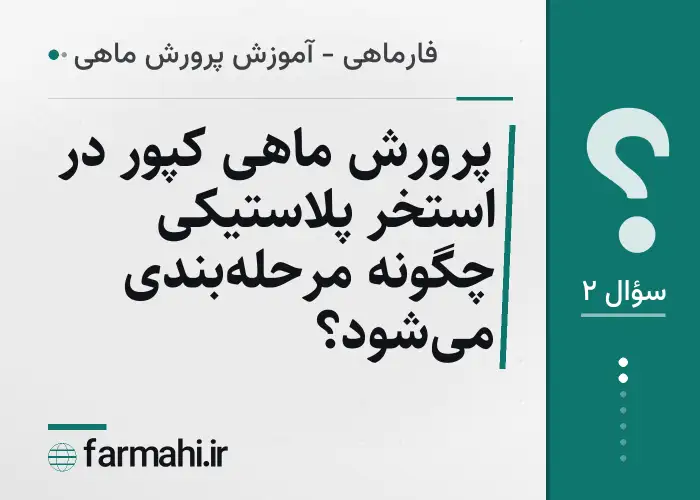 پرورش ماهی کپور در استخر پلاستیکی چگونه مرحله‌بندی می‌شود؟