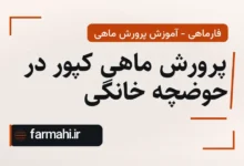 پرورش ماهی کپور در حوضچه خانگی
