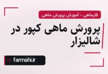 پرورش ماهی کپور در شالیزار