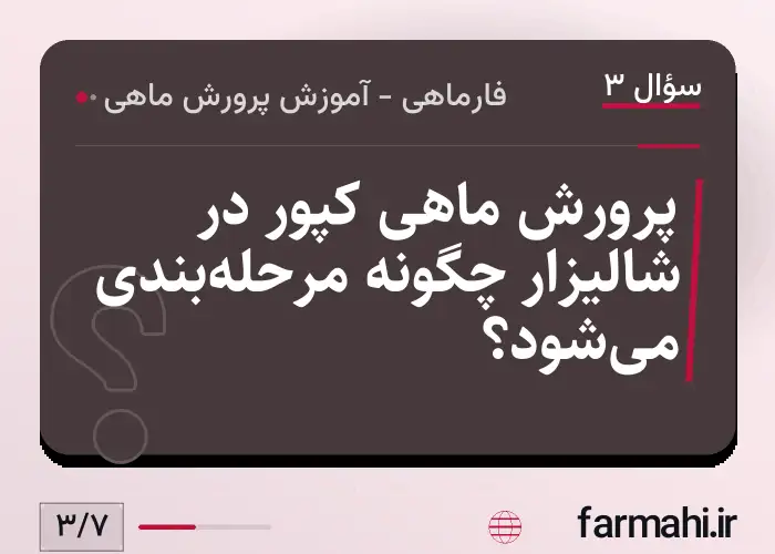 پرورش ماهی کپور در شالیزار چگونه مرحله‌بندی می‌شود؟