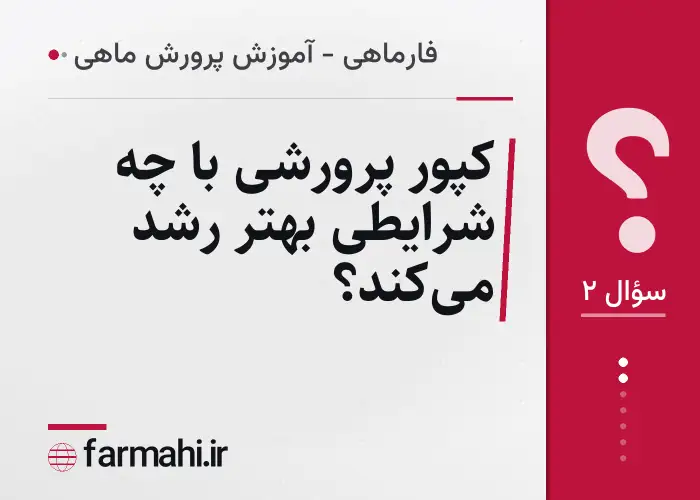 کپور پرورشی با چه شرایطی بهتر رشد می‌کند؟