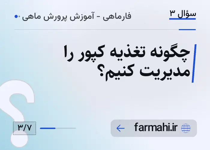 چگونه تغذیه کپور را مدیریت کنیم؟