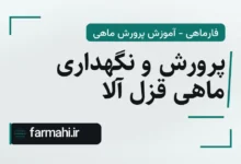 پرورش و نگهداری ماهی قزل آلا