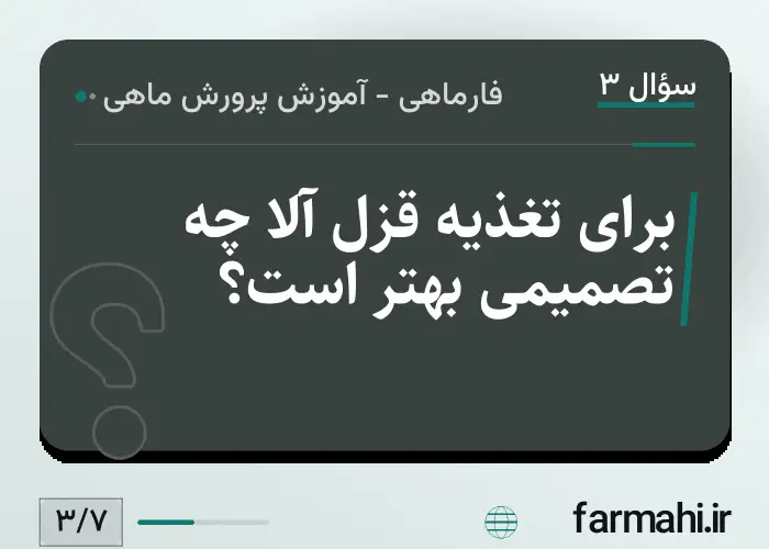 برای تغذیه قزل آلا چه تصمیمی بهتر است؟