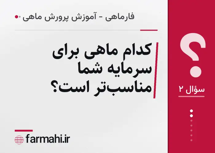 کدام ماهی برای سرمایه شما مناسب‌تر است؟