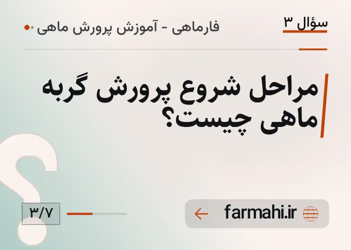 مراحل شروع پرورش گربه ماهی چیست؟