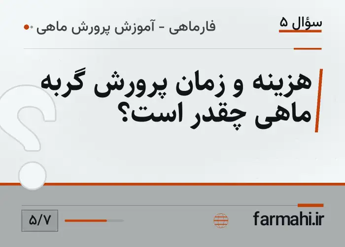هزینه و زمان پرورش گربه ماهی چقدر است؟