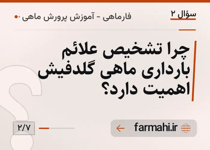 چرا تشخیص علائم بارداری ماهی گلدفیش اهمیت دارد؟