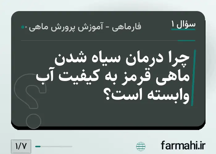 چرا درمان سیاه شدن ماهی قرمز به کیفیت آب وابسته است؟