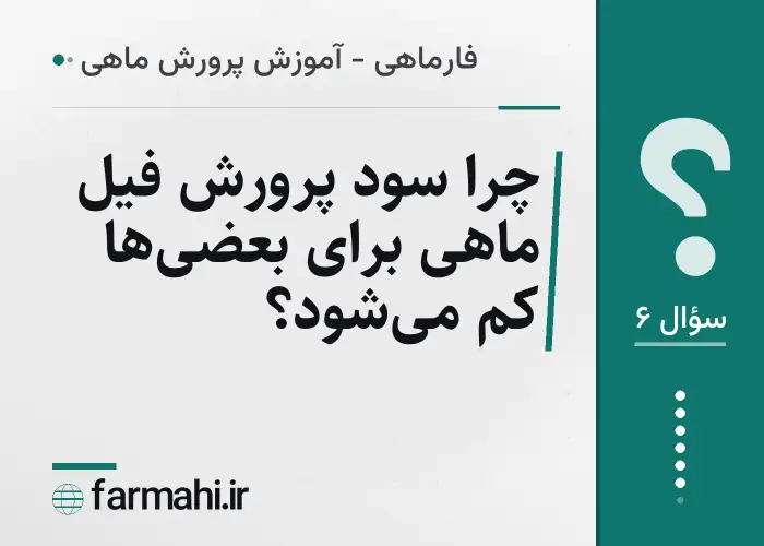 چرا سود پرورش فیل ماهی برای بعضی‌ها کم می‌شود؟