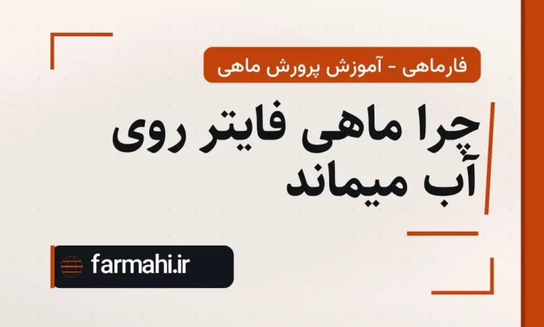 چرا ماهی فایتر روی آب میماند