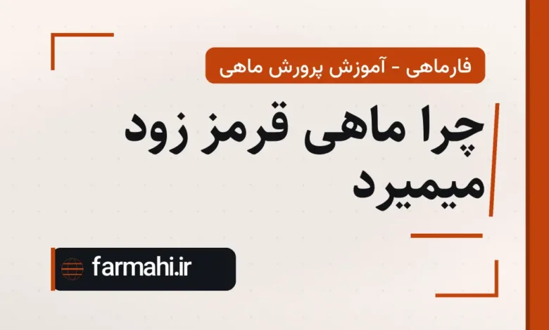 چرا ماهی قرمز زود میمیرد