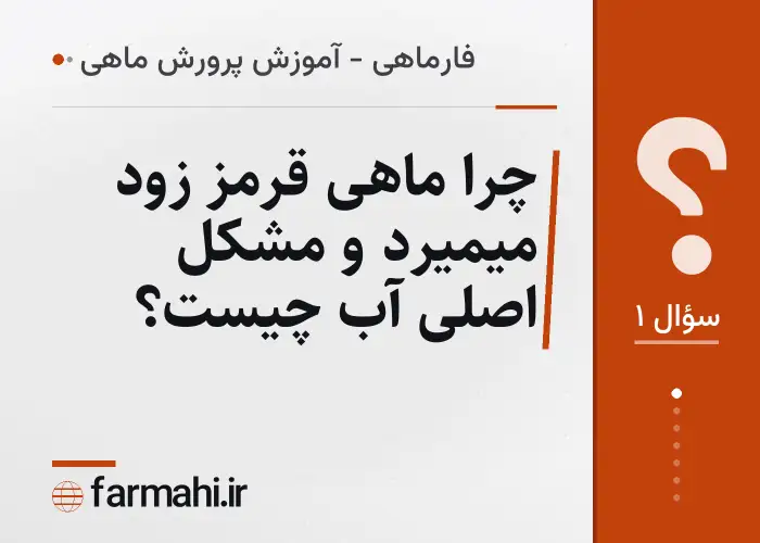 چرا ماهی قرمز زود میمیرد و مشکل اصلی آب چیست؟