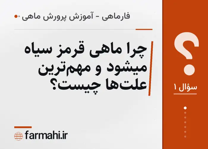 چرا ماهی قرمز سیاه میشود و مهم‌ترین علت‌ها چیست؟