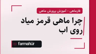 چرا ماهی قرمز میاد روی اب