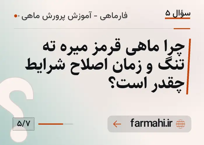 چرا ماهی قرمز میره ته تنگ و زمان اصلاح شرایط چقدر است؟