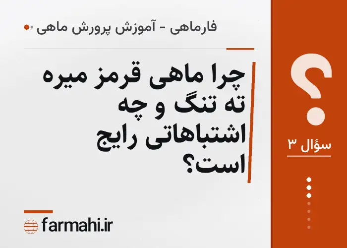 چرا ماهی قرمز میره ته تنگ و چه اشتباهاتی رایج است؟