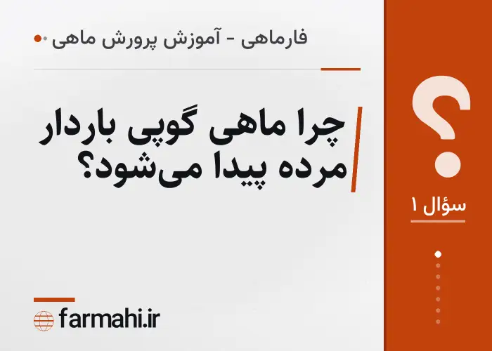 چرا ماهی گوپی باردار مرده پیدا می‌شود؟