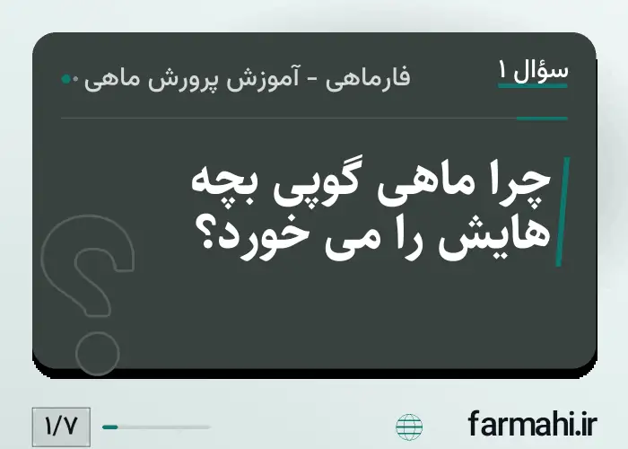 چرا ماهی گوپی بچه هایش را می خورد؟