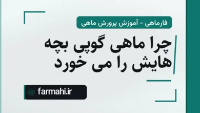 چرا ماهی گوپی بچه هایش را می خورد