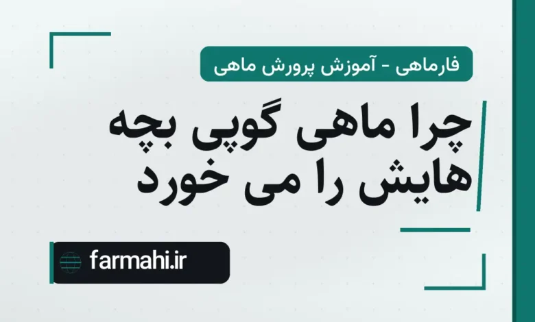 چرا ماهی گوپی بچه هایش را می خورد