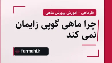 چرا ماهی گوپی زایمان نمی کند