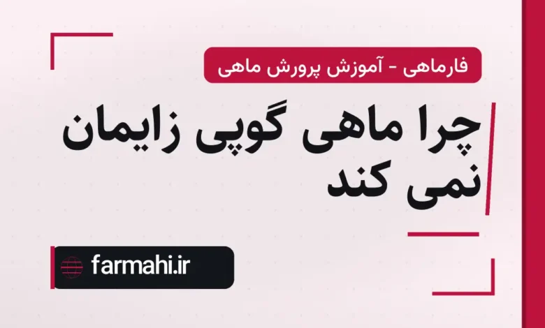 چرا ماهی گوپی زایمان نمی کند
