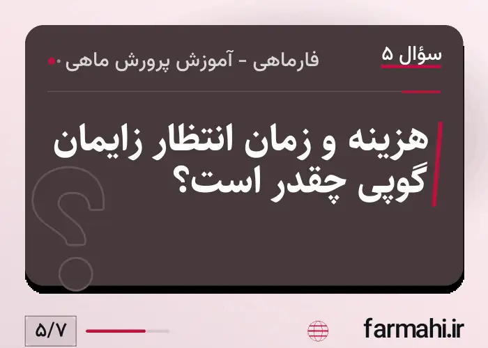 هزینه و زمان انتظار زایمان گوپی چقدر است؟