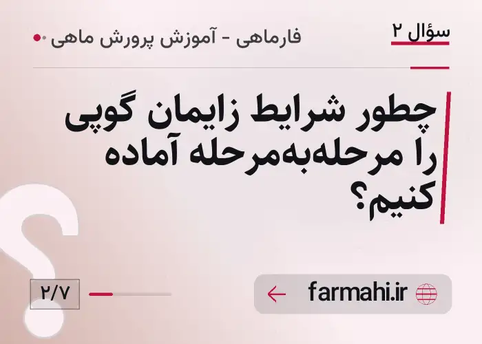 چطور شرایط زایمان گوپی را مرحله‌به‌مرحله آماده کنیم؟
