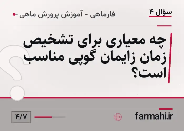 چه معیاری برای تشخیص زمان زایمان گوپی مناسب است؟