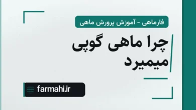 چرا ماهی گوپی میمیرد