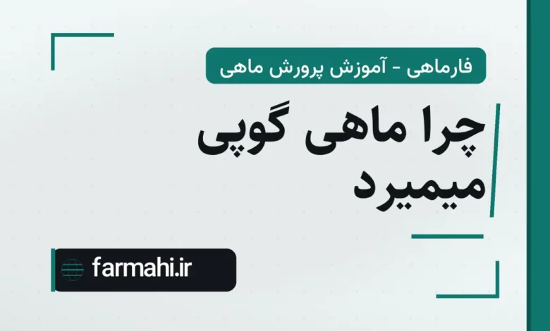 چرا ماهی گوپی میمیرد