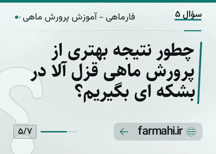 چطور نتیجه بهتری از پرورش ماهی قزل آلا در بشکه ای بگیریم؟