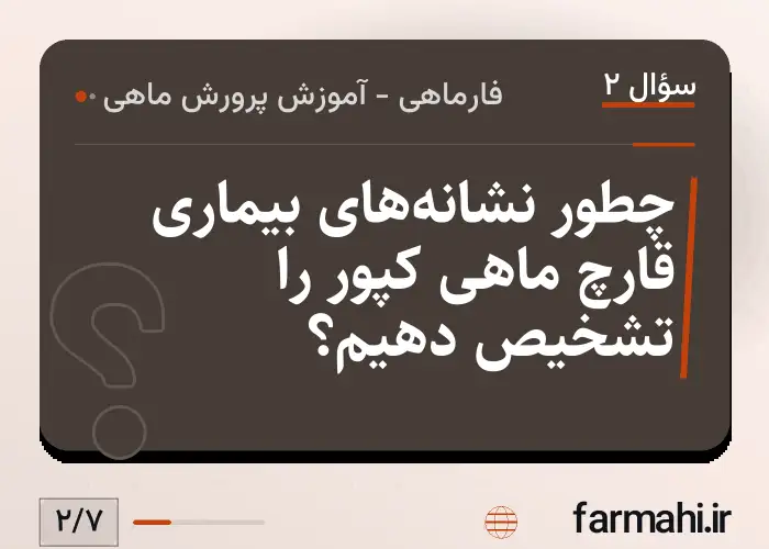 چطور نشانه‌های بیماری قارچ ماهی کپور را تشخیص دهیم؟