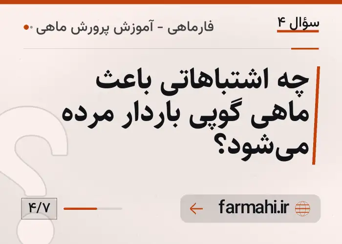 چه اشتباهاتی باعث ماهی گوپی باردار مرده می‌شود؟