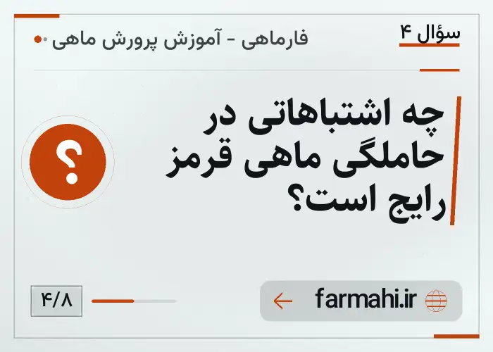 چه اشتباهاتی در حاملگی ماهی قرمز رایج است؟