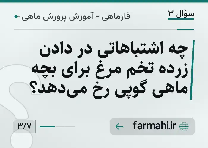چه اشتباهاتی در دادن زرده تخم مرغ برای بچه ماهی گوپی رخ می‌دهد؟