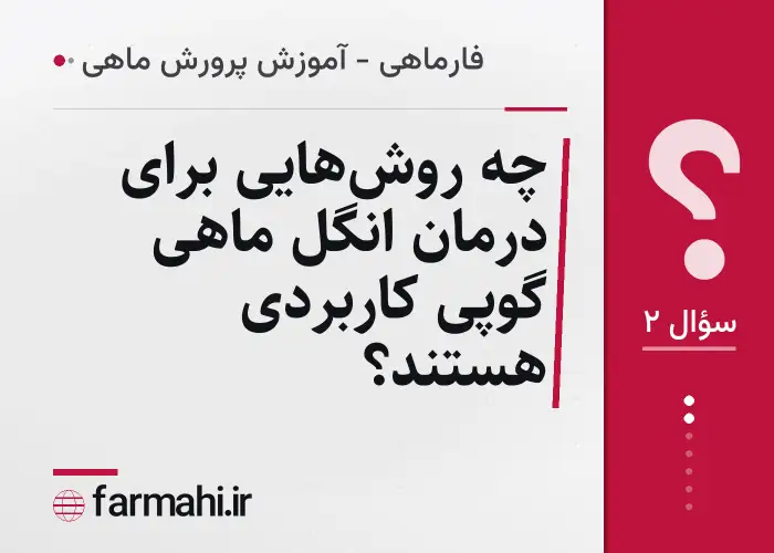 چه روش‌هایی برای درمان انگل ماهی گوپی کاربردی هستند؟