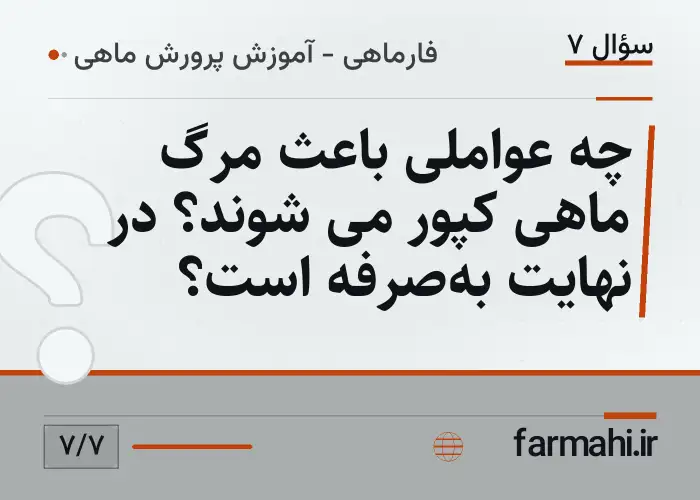 چه عواملی باعث مرگ ماهی کپور می شوند؟ در نهایت به‌صرفه است؟