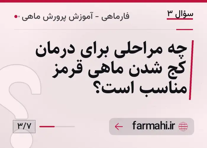 چه مراحلی برای درمان کج شدن ماهی قرمز مناسب است؟