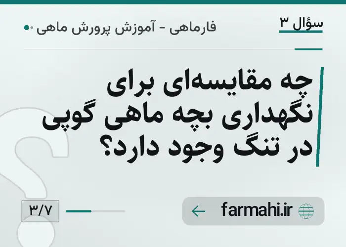 چه مقایسه‌ای برای نگهداری بچه ماهی گوپی در تنگ وجود دارد؟