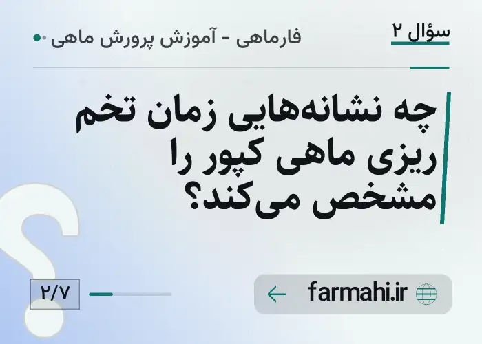 چه نشانه‌هایی زمان تخم ریزی ماهی کپور را مشخص می‌کند؟