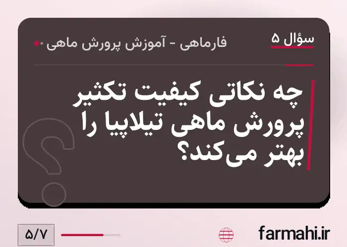 چه نکاتی کیفیت تکثیر پرورش ماهی تیلاپیا را بهتر می‌کند؟