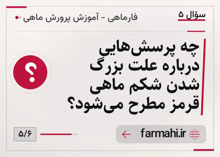 چه پرسش‌هایی درباره علت بزرگ شدن شکم ماهی قرمز مطرح می‌شود؟