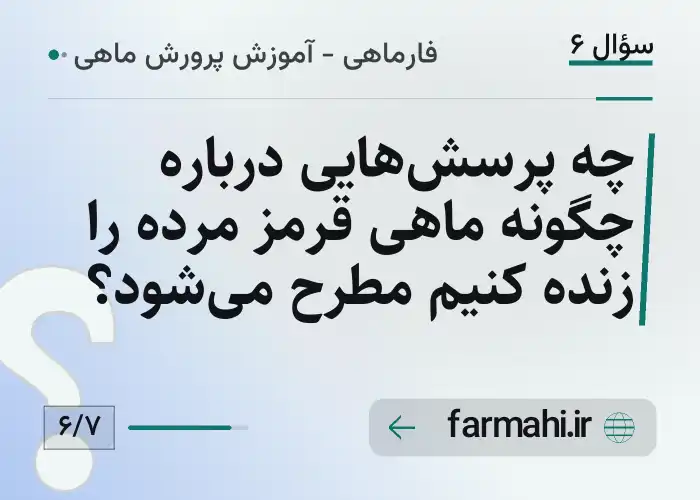 چه پرسش‌هایی درباره چگونه ماهی قرمز مرده را زنده کنیم مطرح می‌شود؟