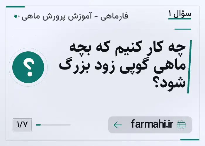 چه کار کنیم که بچه ماهی گوپی زود بزرگ شود؟