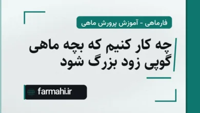 چه کار کنیم که بچه ماهی گوپی زود بزرگ شود