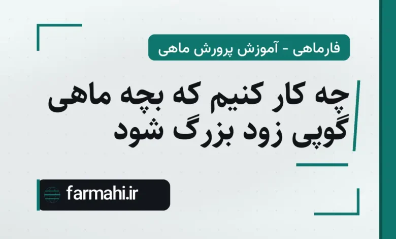 چه کار کنیم که بچه ماهی گوپی زود بزرگ شود