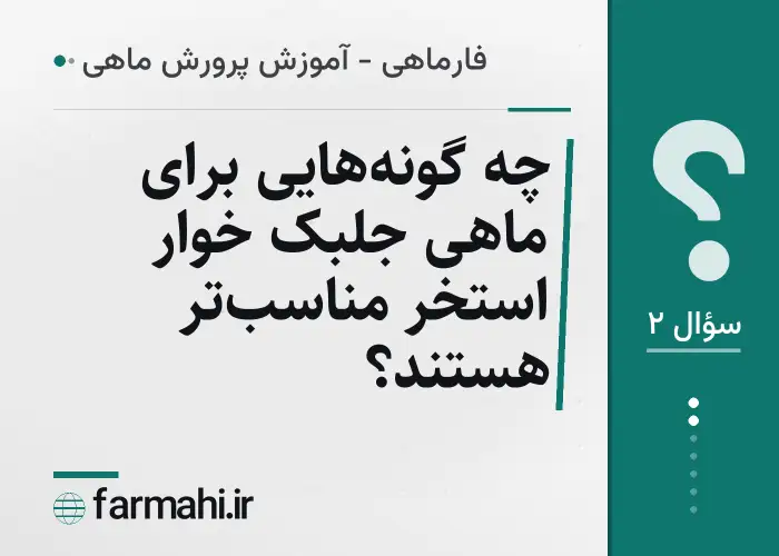 چه گونه‌هایی برای ماهی جلبک خوار استخر مناسب‌تر هستند؟