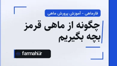 چگونه از ماهی قرمز بچه بگیریم